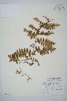 藏品(瓶蕨)的圖片
