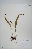 藏品(麟瓦葦、川上氏瓦葦)的圖片