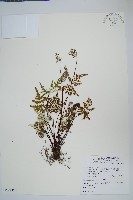 藏品(長柄粉背蕨)的圖片