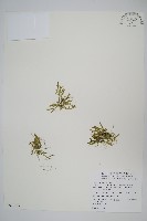 藏品(擬日本卷柏)的圖片