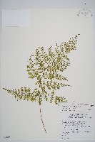 藏品(台灣小膜蓋蕨)的圖片