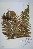 藏品(生芽狗脊蕨、頂芽狗脊蕨)的圖片