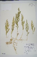 藏品(玉山卷柏)的圖片