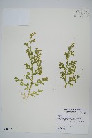 藏品(疏葉卷柏)的圖片