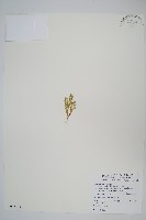 藏品(膜葉卷柏)的圖片