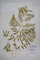 藏品(花蓮蹄蓋蕨)的圖片