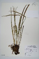 藏品(書帶蕨)的圖片