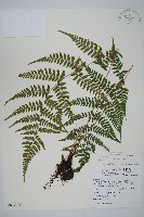 藏品(阿里山蹄蓋蕨)的圖片