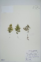 藏品(細葉蕗蕨)的圖片