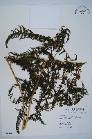 藏品(蕨)的圖片