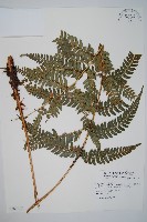藏品(二尖耳蕨)的圖片