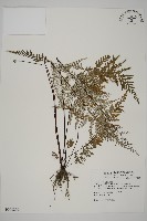 藏品(粉葉蕨)的圖片