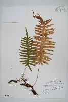 藏品(阿里山水龍骨)的圖片