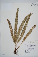 藏品(鋸齒葉耳蕨)的圖片