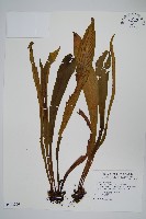 藏品(台灣劍蕨)的圖片