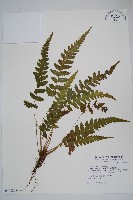 藏品(尾葉茯蕨)的圖片