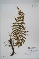 藏品(光葉凸軸蕨)的圖片