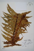 藏品(瓦氏鱗毛蕨)的圖片