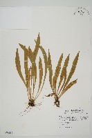 藏品(劍葉鐵角蕨、箭葉鐵角蕨)的圖片