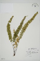 藏品(生芽鐵角蕨)的圖片