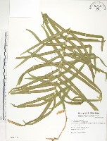 藏品(鱗蓋鳳尾蕨)的圖片