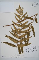 藏品(狹葉貫眾蕨)的圖片