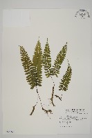 藏品(複齒鐵角蕨)的圖片