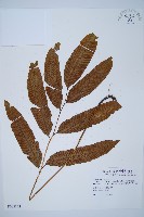 藏品(細柄雙蓋蕨)的圖片