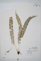 藏品(對生耳蕨)的圖片