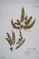 藏品(紅苞蹄蓋蕨)的圖片