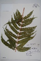 藏品(有刺鳳尾蕨)的圖片