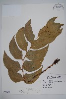 藏品(細齒貫眾蕨)的圖片