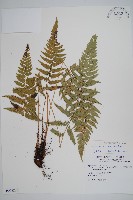 藏品(馬祖耳蕨)的圖片