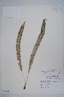 藏品(鋸齒葉耳蕨)的圖片