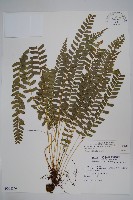 藏品(對生耳蕨)的圖片