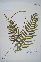 藏品(鋸齒雙蓋蕨、線葉雙蓋蕨、刺鱗雙蓋蕨)的圖片