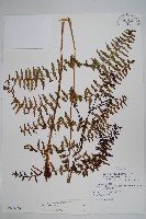 藏品(對生蹄蓋蕨)的圖片