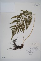 藏品(高山蹄蓋蕨)的圖片