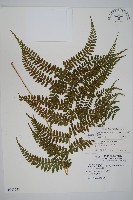 藏品(姬蹄蓋蕨)的圖片