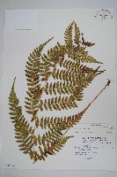 藏品(假軸果蹄蓋蕨、毛軸蹄蓋蕨)的圖片