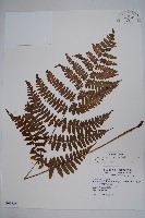 藏品(黑葉貞蕨)的圖片