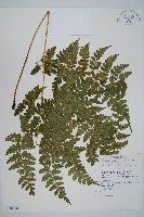 藏品(長苞雙蓋蕨、鱗柄雙蓋蕨)的圖片
