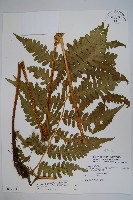 藏品(擬德氏雙蓋蕨)的圖片