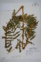 藏品(奄美雙蓋蕨)的圖片