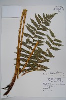 藏品(擬德氏雙蓋蕨)的圖片