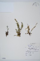 藏品(三翅鐵角蕨)的圖片