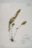 藏品(生芽鐵角蕨)的圖片