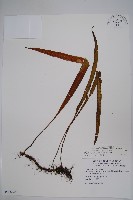 藏品(麟瓦葦、川上氏瓦葦)的圖片