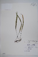 藏品(擬烏蘇里瓦葦)的圖片
