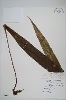 藏品(大星蕨)的圖片
